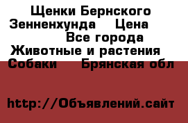 Щенки Бернского Зенненхунда  › Цена ­ 40 000 - Все города Животные и растения » Собаки   . Брянская обл.